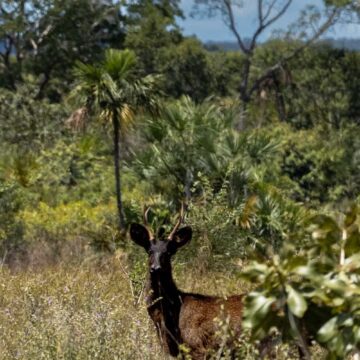 A lenda é real: ciência confirma pela primeira vez a existência do veado preto no Brasil