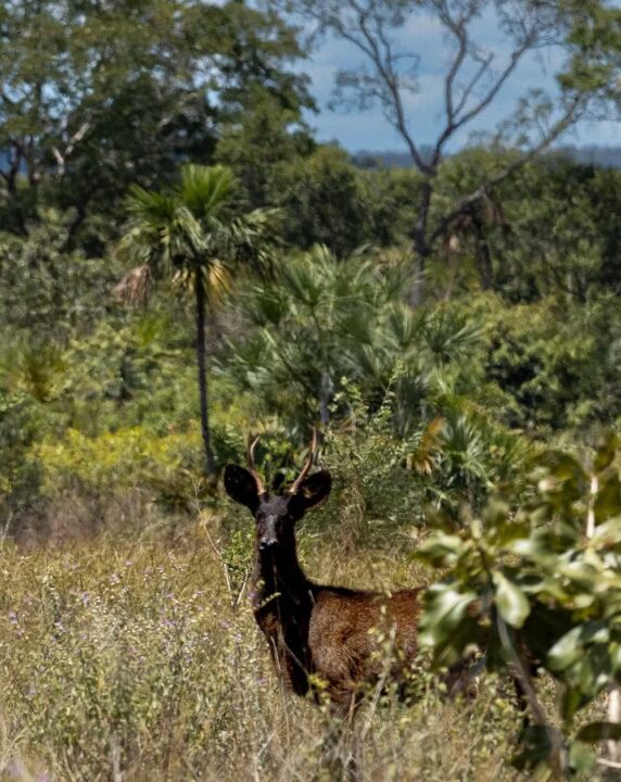 A lenda é real: ciência confirma pela primeira vez a existência do veado preto no Brasil