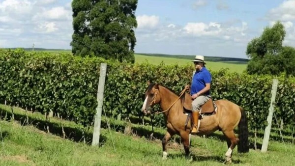 Aos 76 anos, Galvão Bueno transforma fazenda de 100 hectares em refúgio com vinhedos premiados, produção de azeite e criação de cavalos de raça