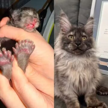 Gato com 29 dedos conquista a internet após quebrar recorde