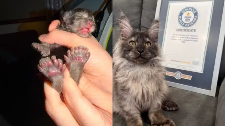 Gato com 29 dedos conquista a internet após quebrar recorde