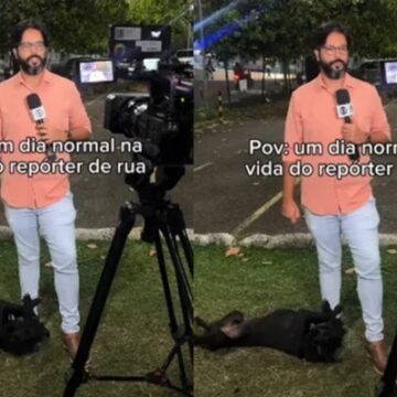 Cachorro desaparecido há um mês é encontrado após ‘invadir’ reportagem ao vivo na Bahia