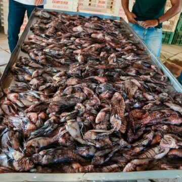 Porto Seguro retira cerca de 500 peixes-leão do mar em apenas um mês