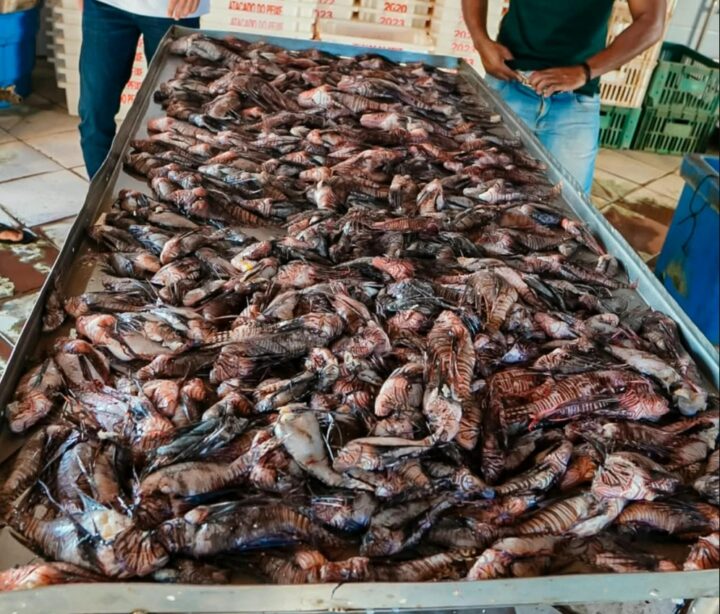 Porto Seguro retira cerca de 500 peixes-leão do mar em apenas um mês