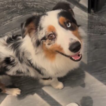 Pati Guerra mostra encontro de Malu com o cachorro, Pirata
