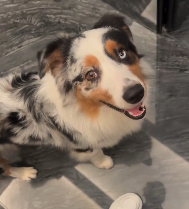 Pati Guerra mostra encontro de Malu com o cachorro, Pirata