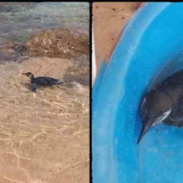 Visitante inusitado: pinguim aparece na praia de Itapuã e chama atenção de banhistas