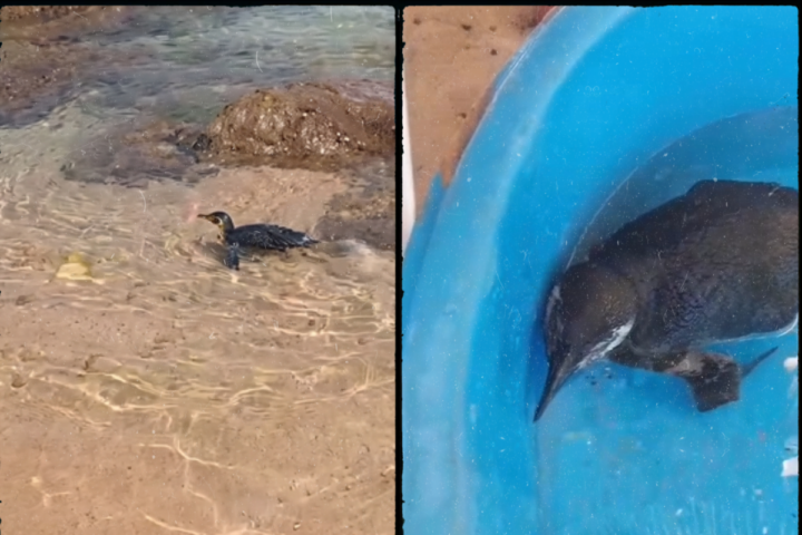 Visitante inusitado: pinguim aparece na praia de Itapuã e chama atenção de banhistas
