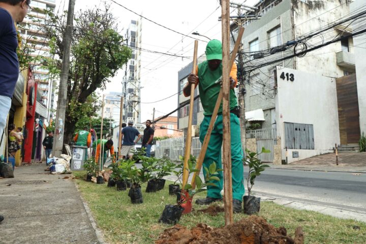 Entorno do Farol da Barra ganha novas árvores em ação de arborização de Salvador