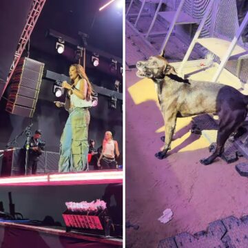 Cachorrinho baiano viraliza ao assistir atentamente show de Ludmilla; assista