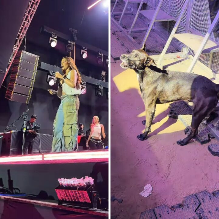 Cachorrinho baiano viraliza ao assistir atentamente show de Ludmilla; assista