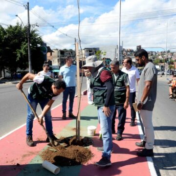 Avenida Suburbana recebe mais de 20 novas árvores após mudas serem vandalizadas