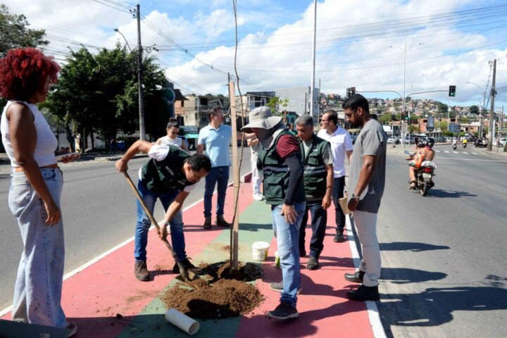 Avenida Suburbana recebe mais de 20 novas árvores após mudas serem vandalizadas
