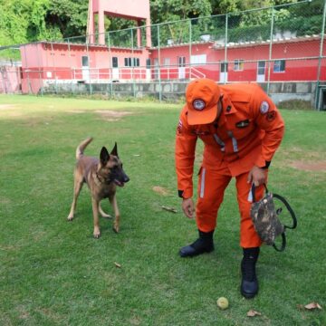 Rambo: cão dos Bombeiros da Bahia é certificado para buscar pessoas desaparecidas