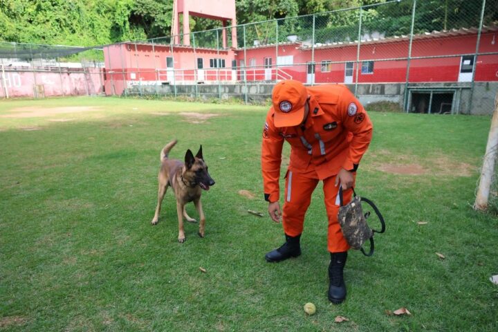 Rambo: cão dos Bombeiros da Bahia é certificado para buscar pessoas desaparecidas