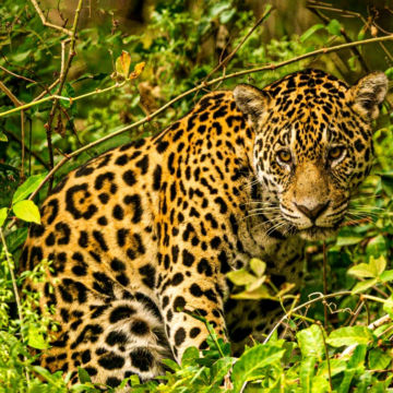 Exposição reúne registros do Pantanal feitos por 25 fotógrafos baianos em Salvador