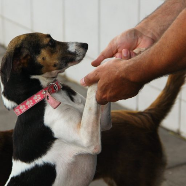 Condomínios podem ser proibidos de impedir circulação de animais? Projeto avança na Câmara