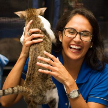 Shopping em Salvador recebe Exposição Internacional de Gatos neste fim de semana