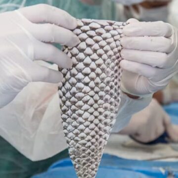 Ceará terá primeira fábrica do Brasil de curativos feitos com pele de tilápia