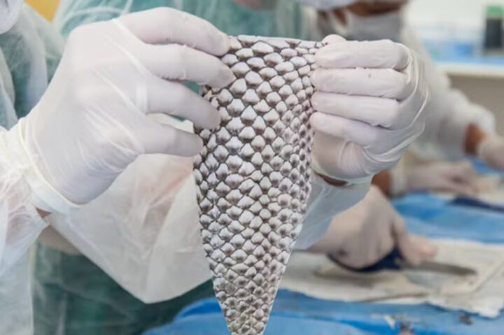 Ceará terá primeira fábrica do Brasil de curativos feitos com pele de tilápia
