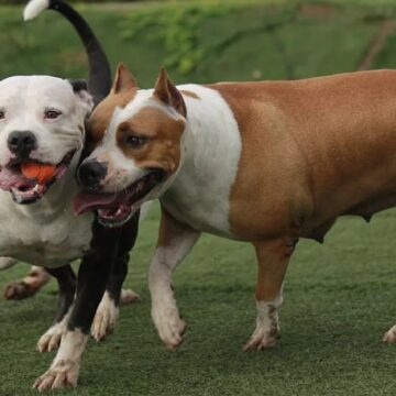 Venda e reprodução de pitbulls no Brasil pode ser proibida; entenda