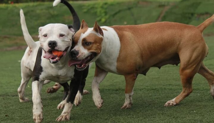 Venda e reprodução de pitbulls no Brasil pode ser proibida; entenda