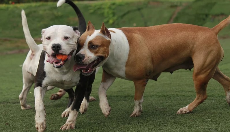 Venda e reprodução de pitbulls no Brasil pode ser proibida; entenda