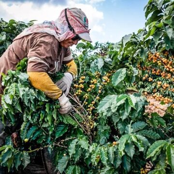 Bahia deve produzir 4,7 milhões de sacas de café em 2026, aponta estudo