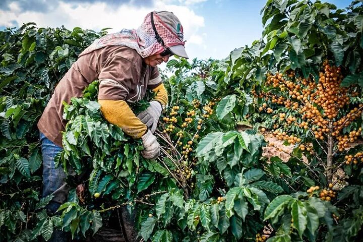 Bahia deve produzir 4,7 milhões de sacas de café em 2026, aponta estudo