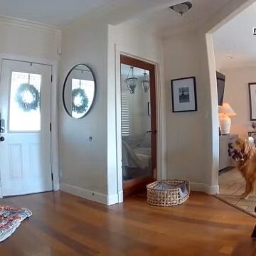 Vídeo: Golden Retriever tenta brincar com ladrão durante invasão e reação viraliza