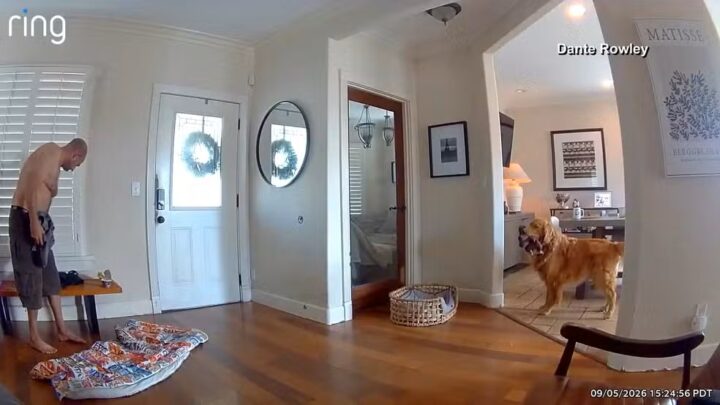 Vídeo: Golden Retriever tenta brincar com ladrão durante invasão e reação viraliza