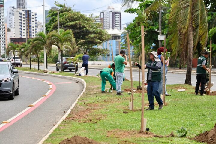 Prefeitura de Salvador planta 100 mudas na Avenida Magalhães Neto, na Pituba