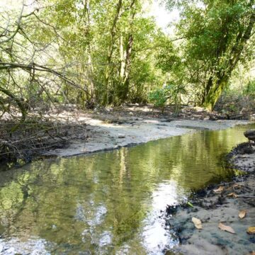 Salvador vai ganhar novo parque com área de manguezal em Patamares