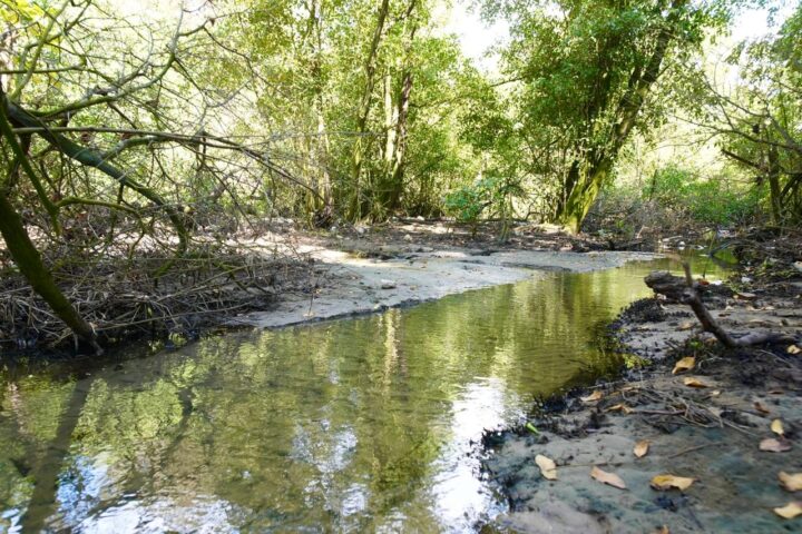 Salvador vai ganhar novo parque com área de manguezal em Patamares