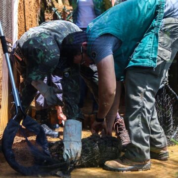 Jiboia, sariguê e jararaca: mais de 5,5 mil animais silvestres são resgatados em Salvador em menos de dois anos