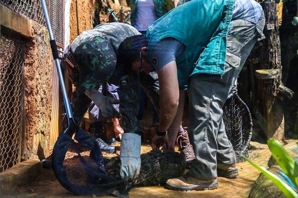 Jiboia, sariguê e jararaca: mais de 5,5 mil animais silvestres são resgatados em Salvador em menos de dois anos