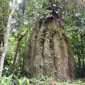 Lula anuncia quatro novas reservas de desenvolvimento sustentável no Amazonas