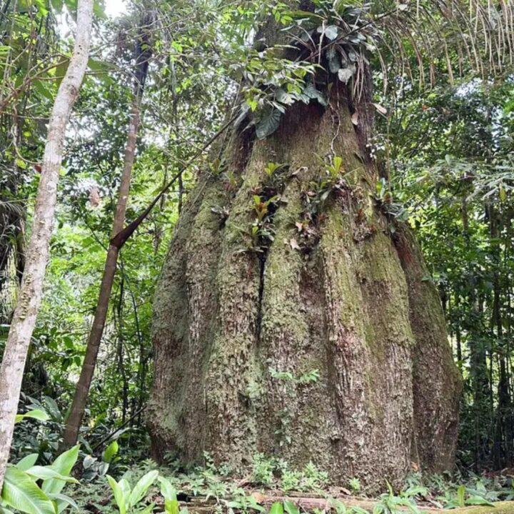 Lula anuncia quatro novas reservas de desenvolvimento sustentável no Amazonas