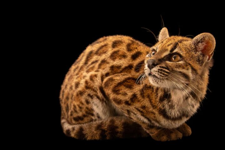 Nova espécie de gato é descoberta na Bolívia; biólogo brasileiro fez parte da pesquisa