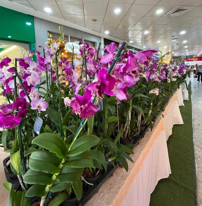 Shopping em Salvador antecipa chegada da Primavera com orquidário gratuito