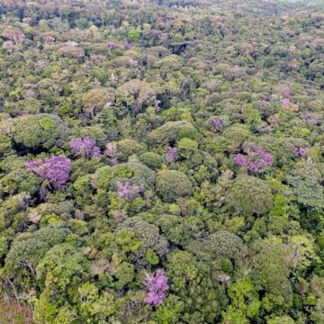 Conheça a reserva no Baixo Sul baiano que reúne 230 espécies de plantas e 228 aves