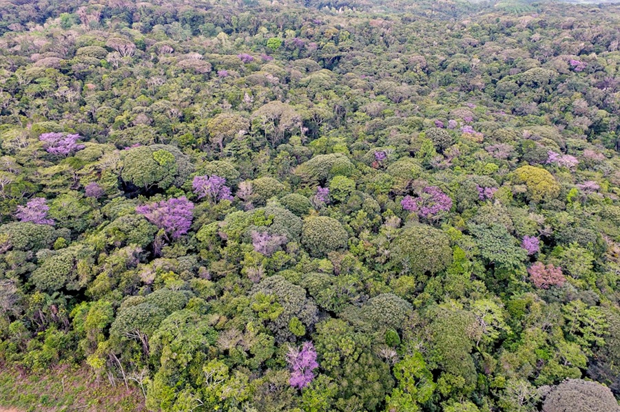 Conheça a reserva no Baixo Sul baiano que reúne 230 espécies de plantas e 228 aves