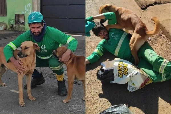 Cachorro caramelo encanta ao esperar gari todos os dias para ‘atrapalhar’ o trabalho e brincar