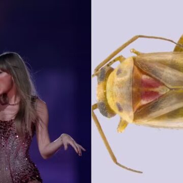 Novos insetos descobertos são batizados com nomes em homenagem a Taylor Swift