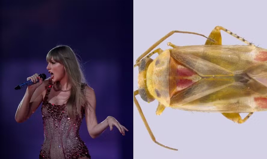 Novos insetos descobertos são batizados com nomes em homenagem a Taylor Swift