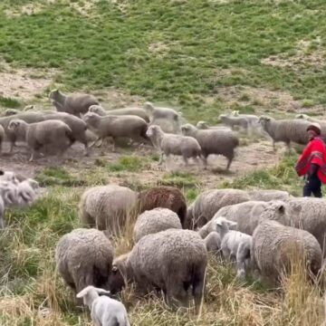 Aos 71 anos, pastor vive isolado a 4 mil metros de altitude com 150 ovelhas e diz ter encontrado a felicidade