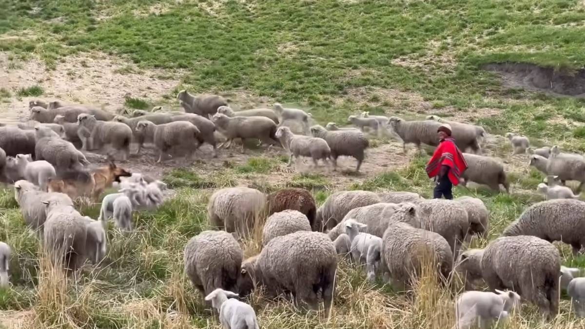 Aos 71 anos, pastor vive isolado a 4 mil metros de altitude com 150 ovelhas e diz ter encontrado a felicidade