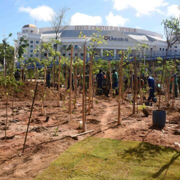Canteiro central da Avenida ACM ganha microfloresta urbana com 3,6 mil mudas de árvores