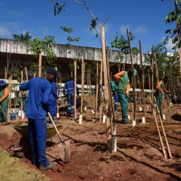 Salvador ganha microfloresta com 3,6 mil árvores em área de 5 mil m² na Avenida ACM