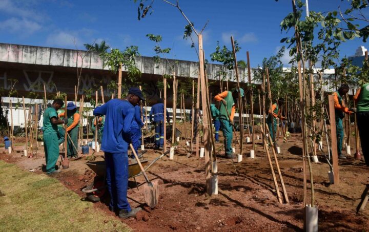 Salvador ganha microfloresta com 3,6 mil árvores em área de 5 mil m² na Avenida ACM